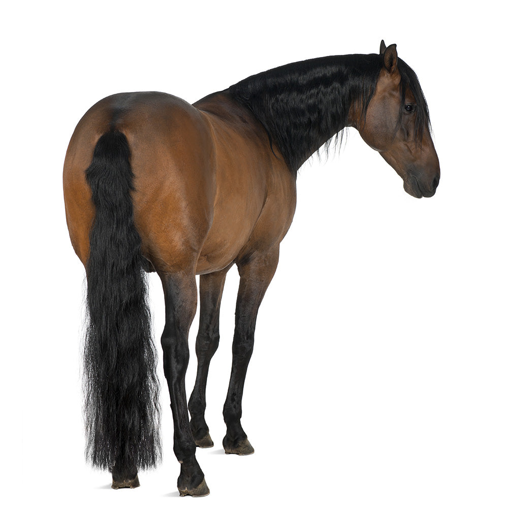 Are You Hurting or Helping Your Horse's Mane & Tail? – HorseHaus - Fine  Equestrian Supplies