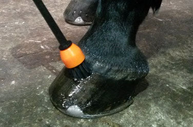 applying hoff ointment to a clean horse hoof