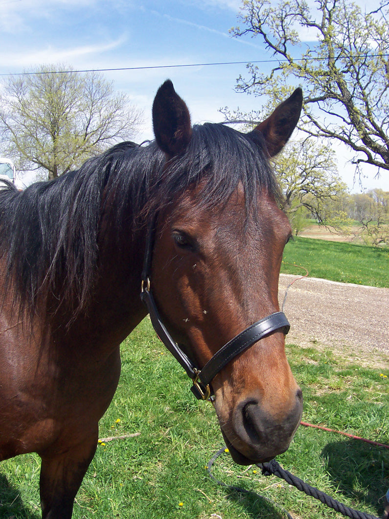 brown  horse in a halter