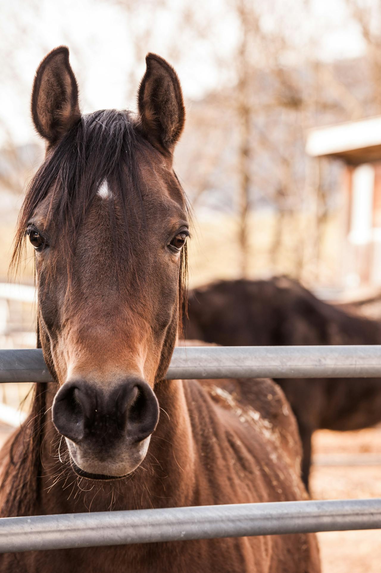 5 Things to Know about Shedding Time