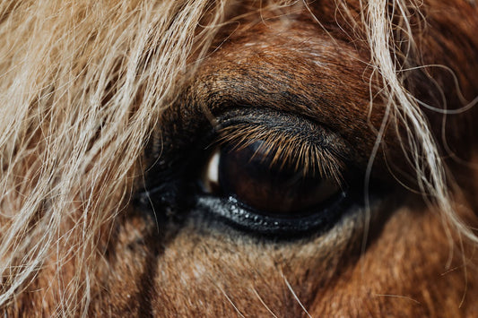 Quick & Dirty Horse Brush Cleaning!