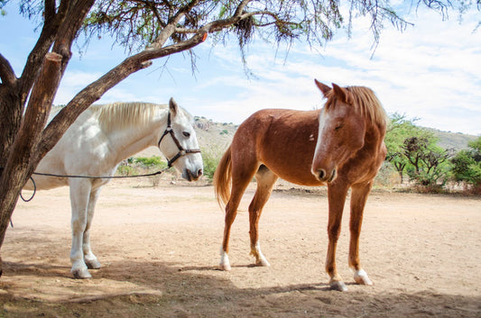 How to Groom Your Horse to Shine - in 4 easy steps!