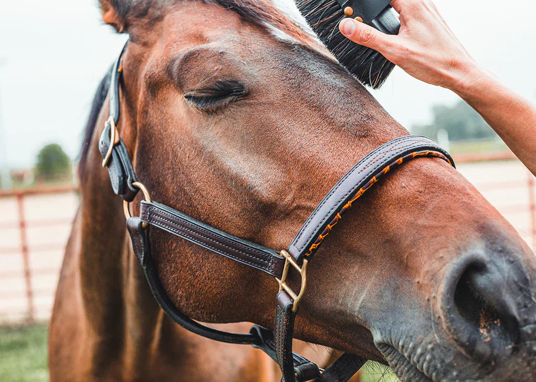 Save & ENJOY with complete horse grooming sets