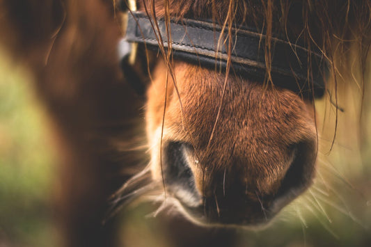 Help Your Horse During Shedding Time