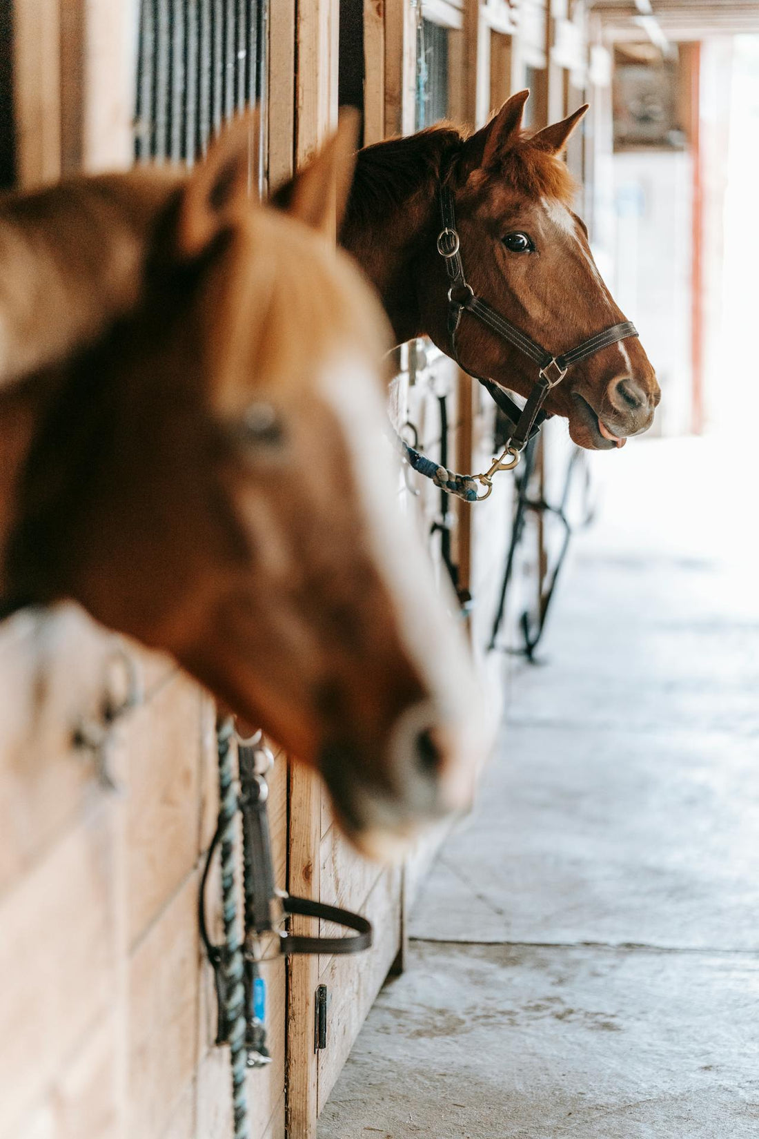 How To Groom A Horse Without Static