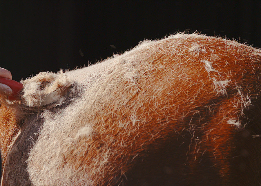 Help Your Horse During Shedding Time