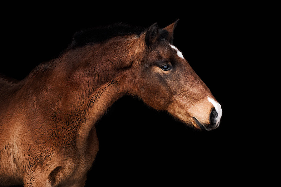 Why does my horse shed out late?