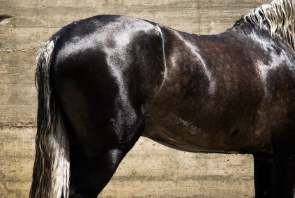 How to Groom Your Horse to Shine - in 4 easy steps!