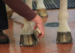 a rider cleaning a horse's hoof with a natural hoof brush