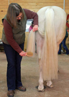 brushing a horse tail with a natural brush